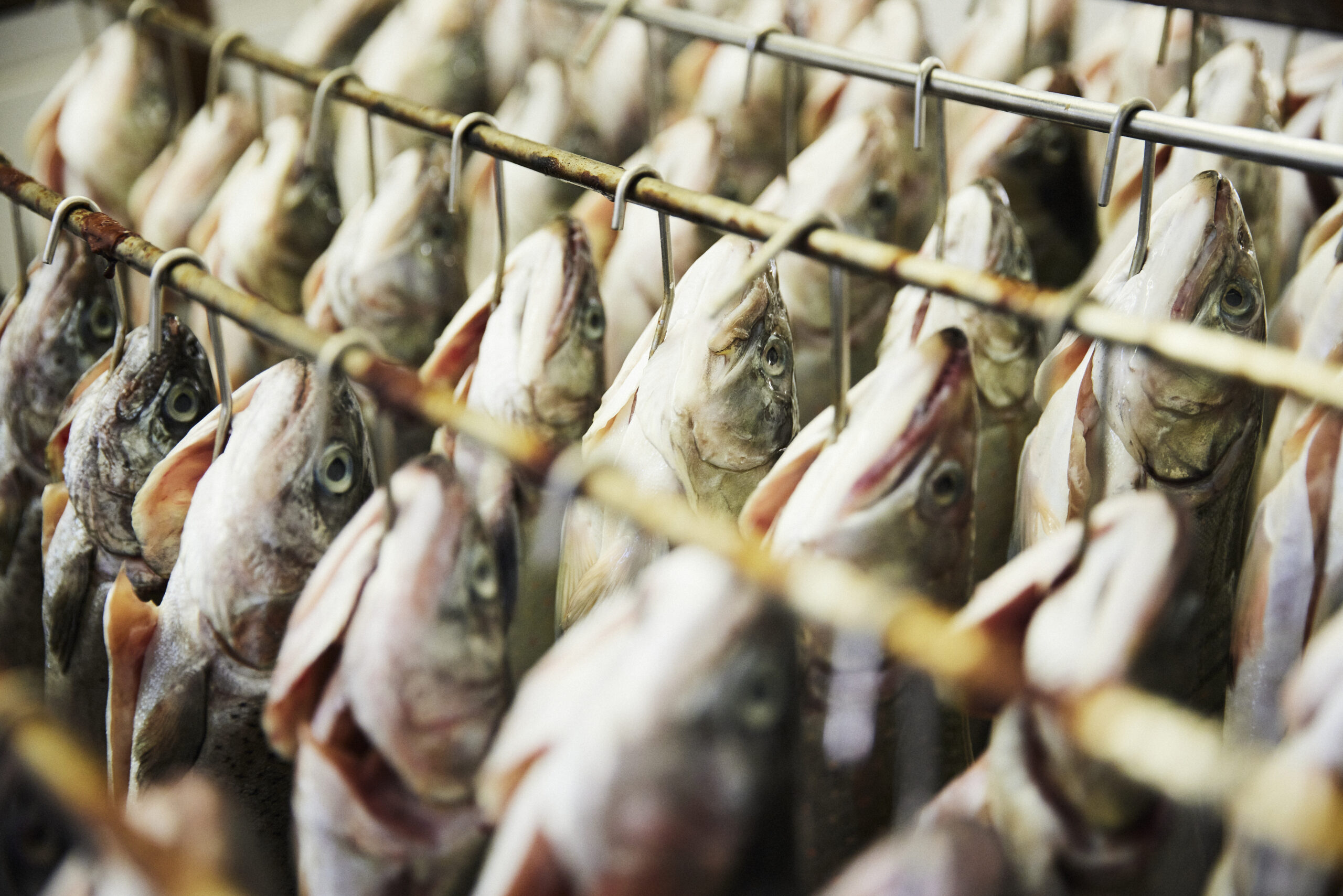 Forellen Jobst – mit Fischautomat 24/7 - Vorschau 2